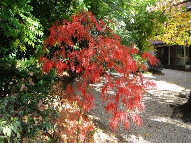 77 Macarthur Road, Elderslie NSW 2570