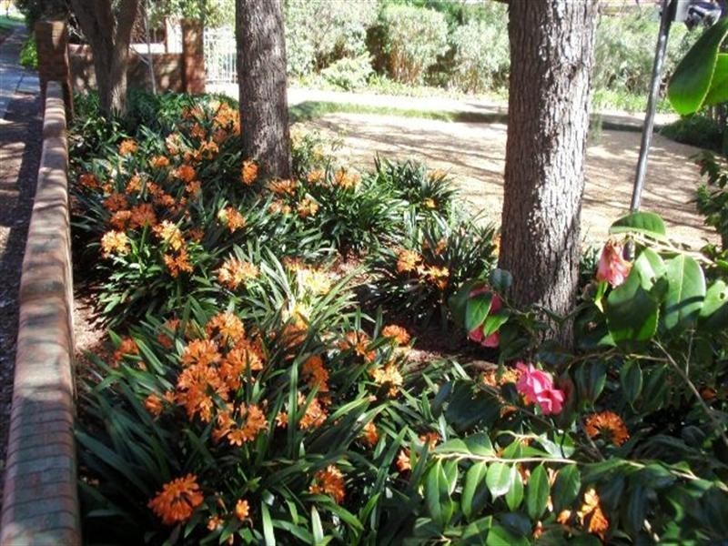 77 Macarthur Road, Elderslie NSW 2570