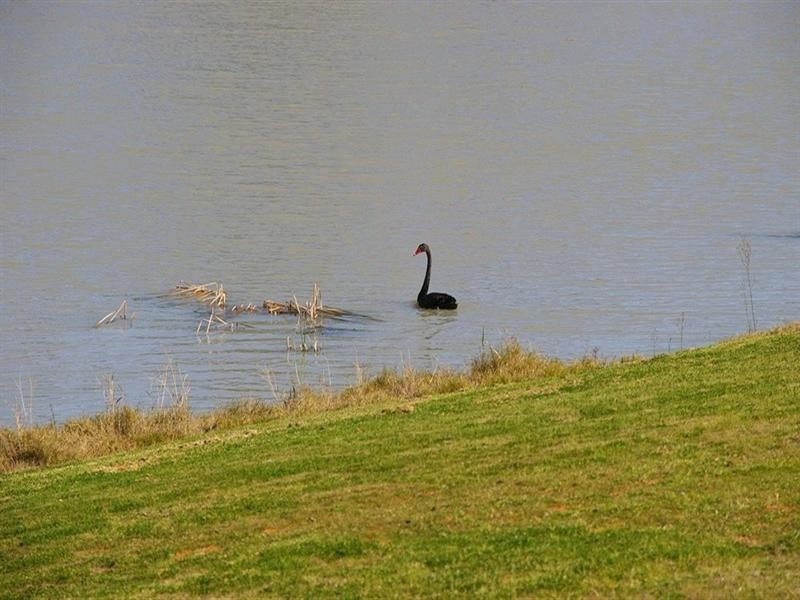 4 Nardoo Court, Renmark SA 5341