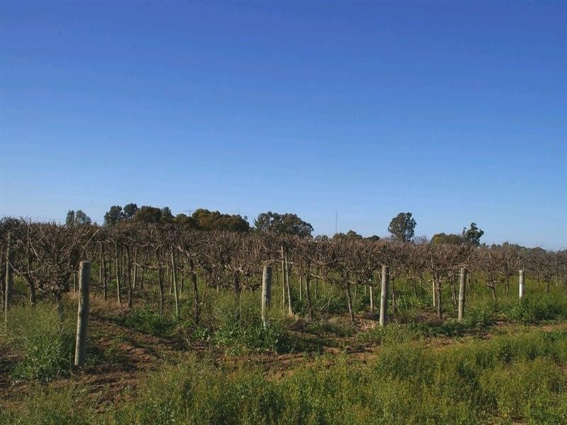 Lot 620 Ontario Street, Renmark SA 5341