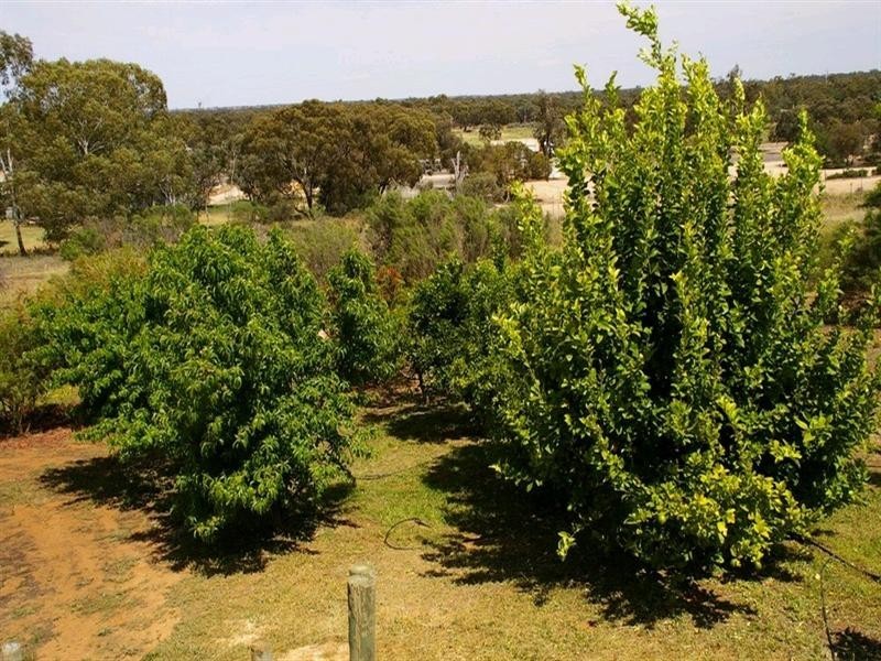 15 Murtho Road, Paringa SA 5340