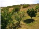 15 Murtho Road, Paringa SA 5340