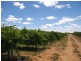 Lot 101 Ral Ral Avenue, Renmark SA 5341