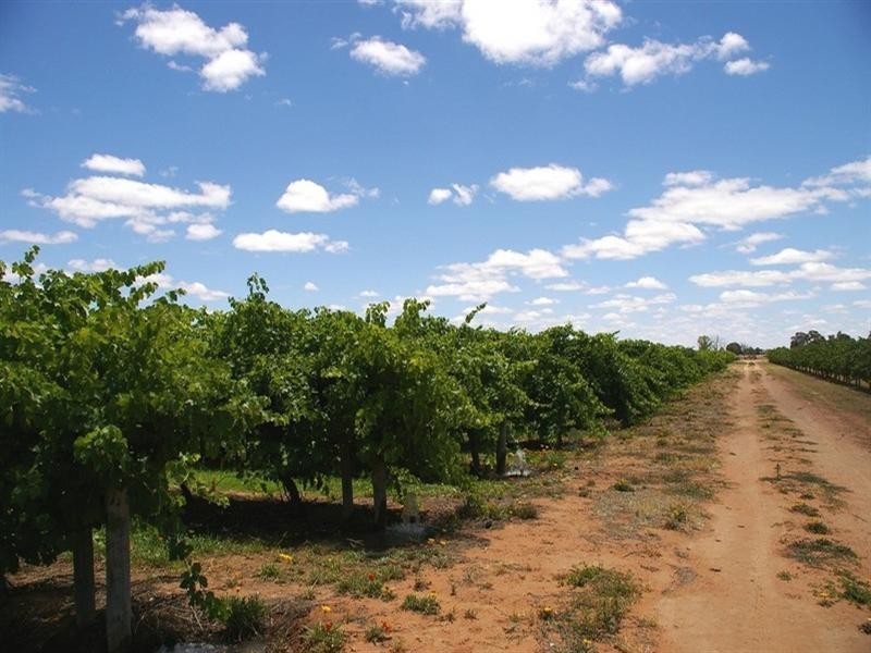 Lot 101 Ral Ral Avenue, Renmark SA 5341