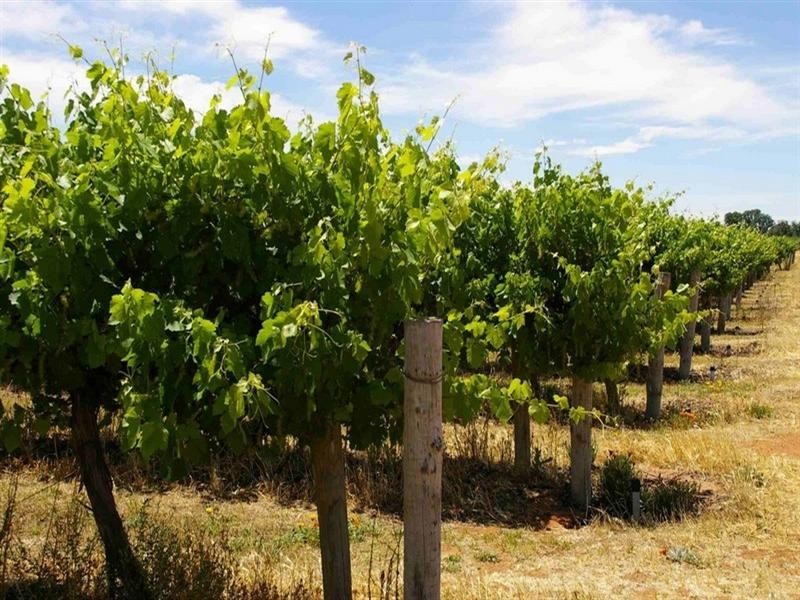 Lot 101 Ral Ral Avenue, Renmark SA 5341