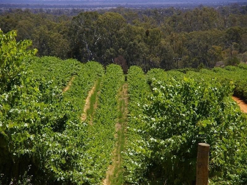 1513 Murtho Road, Paringa SA 5340