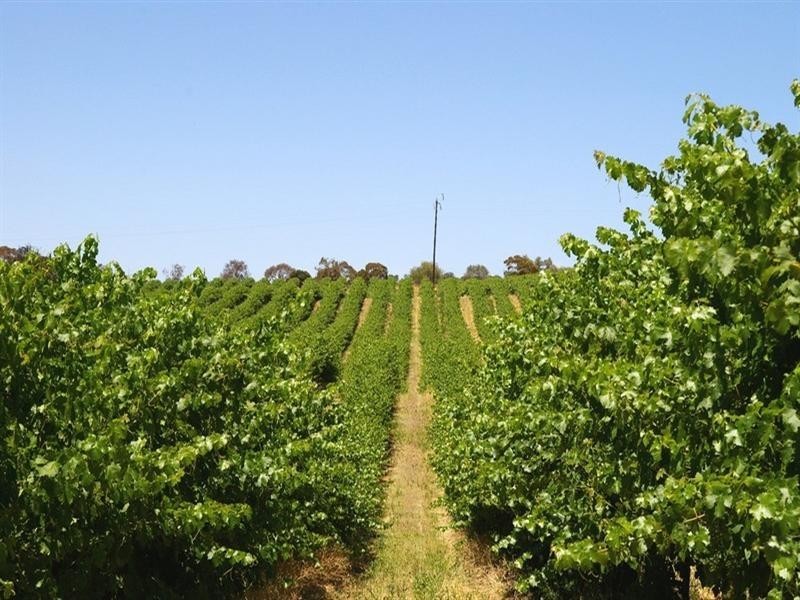 1513 Murtho Road, Paringa SA 5340