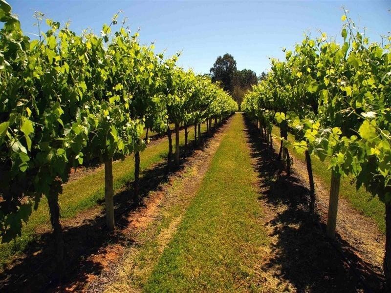 355 Kulkyne Street, Renmark SA 5341