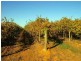 266 Old Cooltong Road, Renmark SA 5341