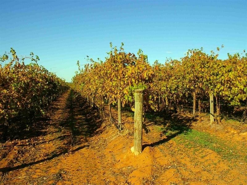 266 Old Cooltong Road, Renmark SA 5341