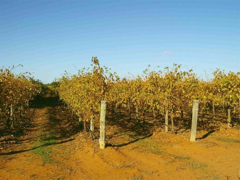 266 Old Cooltong Road, Renmark SA 5341