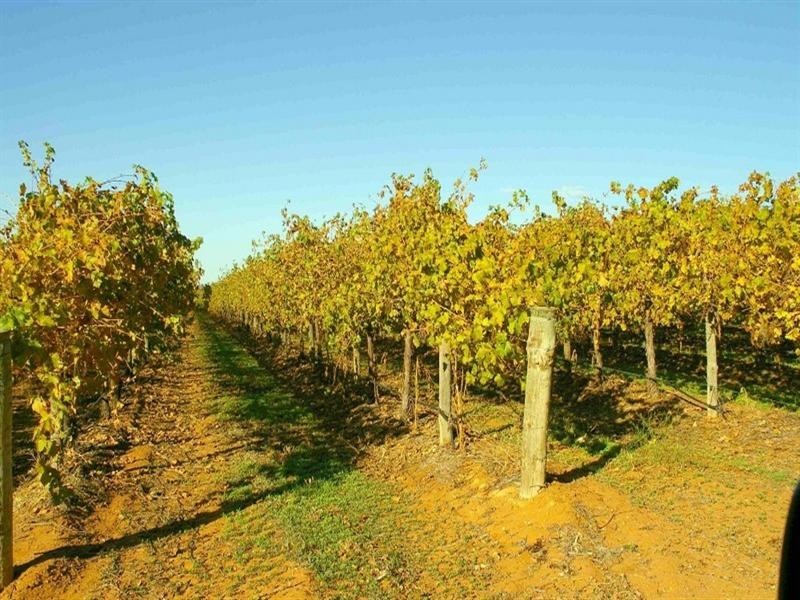 266 Old Cooltong Road, Renmark SA 5341