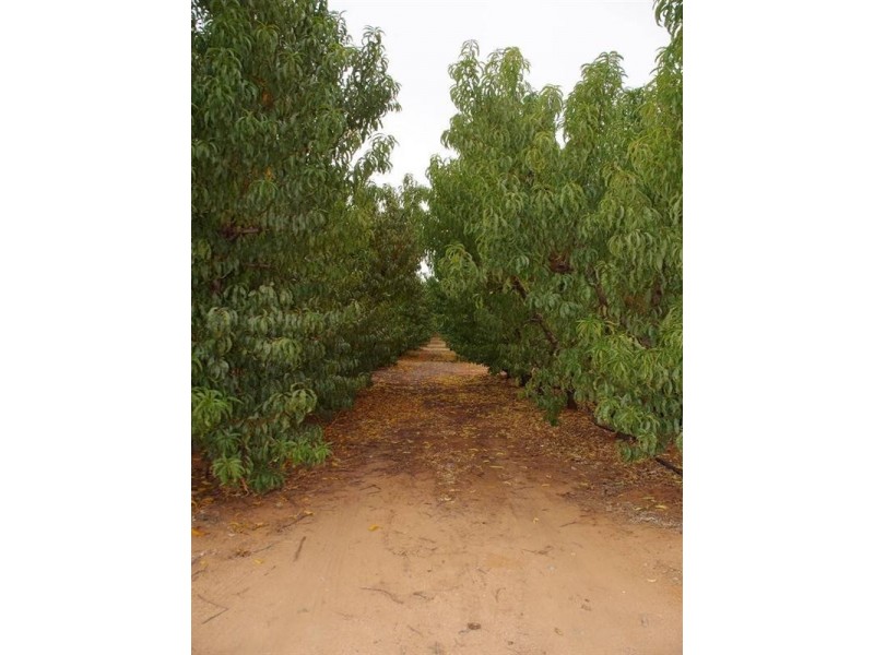 328 Old Cooltong Avenue, Renmark SA 5341