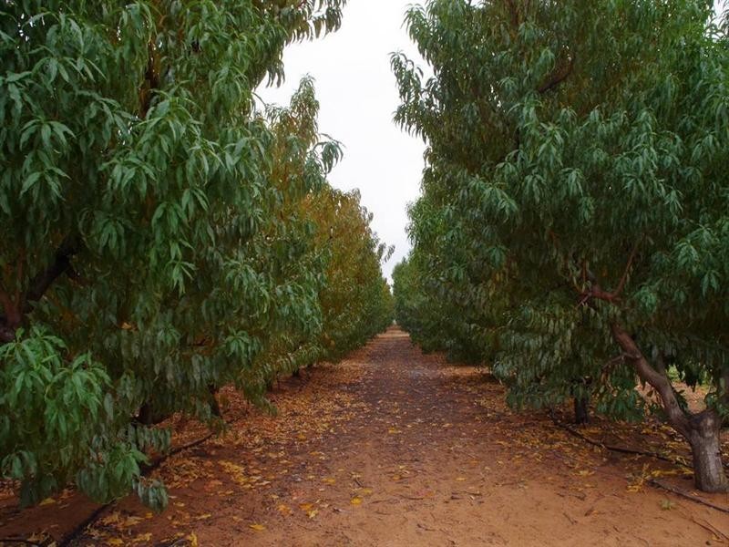 328 Old Cooltong Avenue, Renmark SA 5341