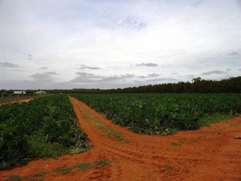 328 Old Cooltong Avenue, Renmark SA 5341