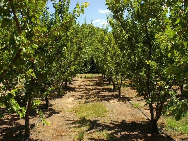 365 Chowilla Street, Renmark SA 5341