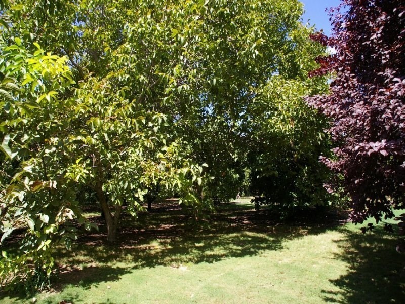 365 Chowilla Street, Renmark SA 5341