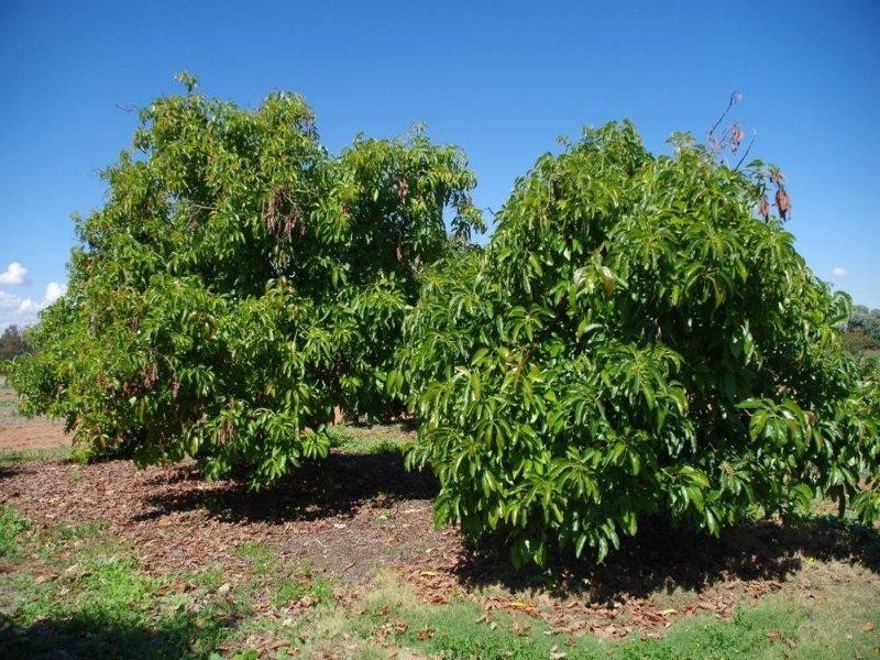 543 Kulkyne Street, Renmark SA 5341