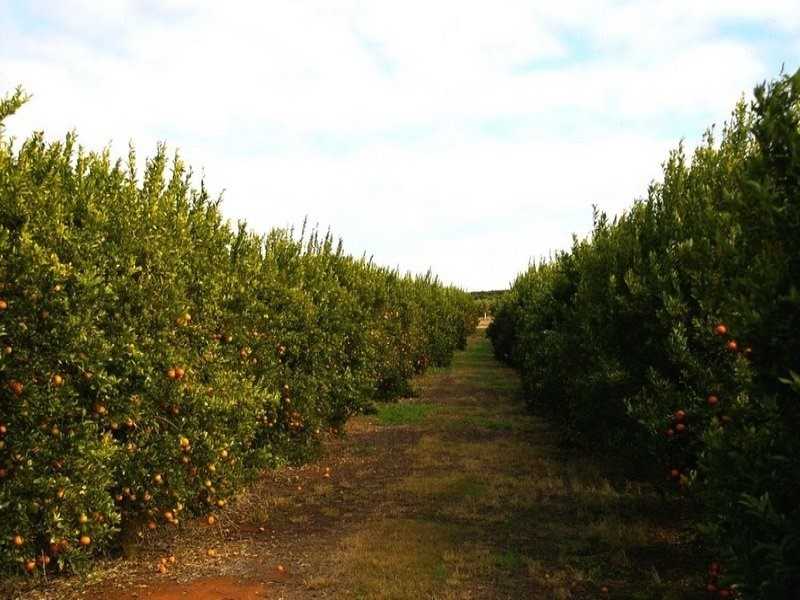 524 Government Road, Renmark SA 5341