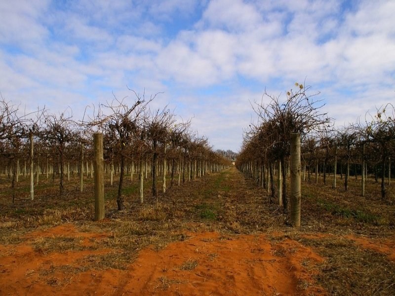 524 Government Road, Renmark SA 5341