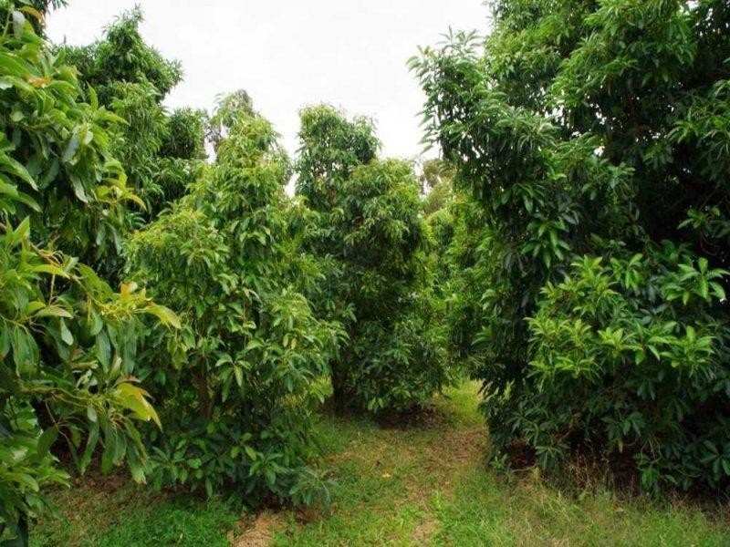 LOTS/54-56 Cucumunga Street, Renmark SA 5341