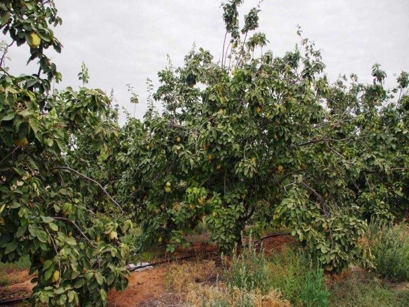 LOTS/54-56 Cucumunga Street, Renmark SA 5341