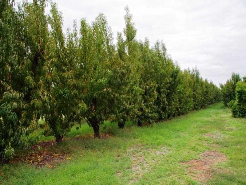 LOTS/54-56 Cucumunga Street, Renmark SA 5341