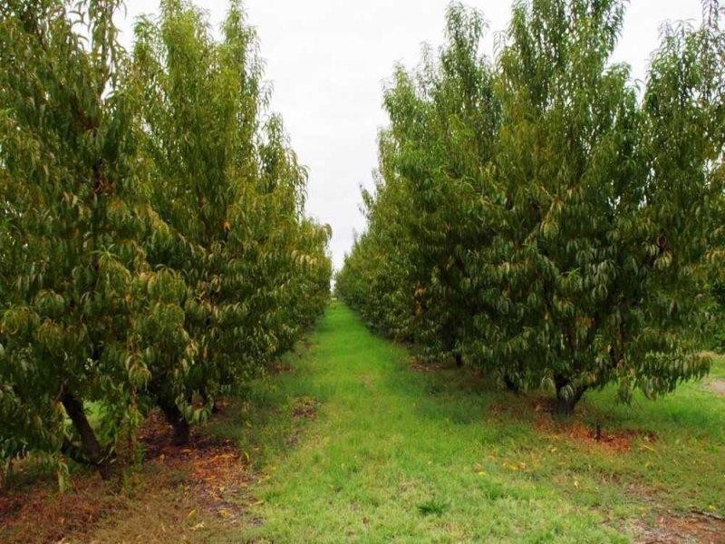 LOTS/54-56 Cucumunga Street, Renmark SA 5341