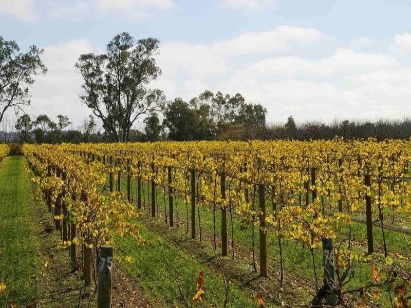 LOTS/1-2 Twentyfirst Street, Renmark SA 5341