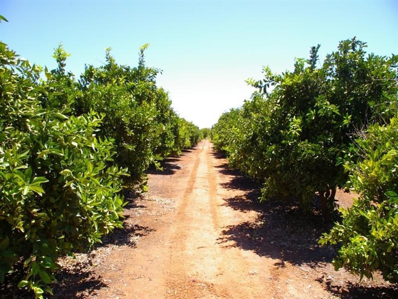 Lot 2 Rawnsley Road, Loveday SA 5345