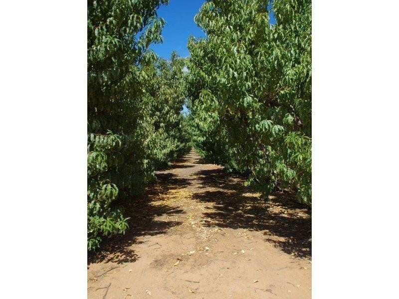 328 Old Cooltong Avenue, Renmark SA 5341