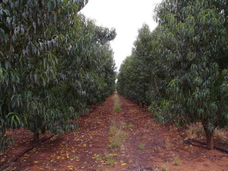 328 Old Cooltong Avenue, Renmark SA 5341