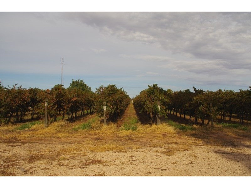 170 Eighth Street, Renmark SA 5341