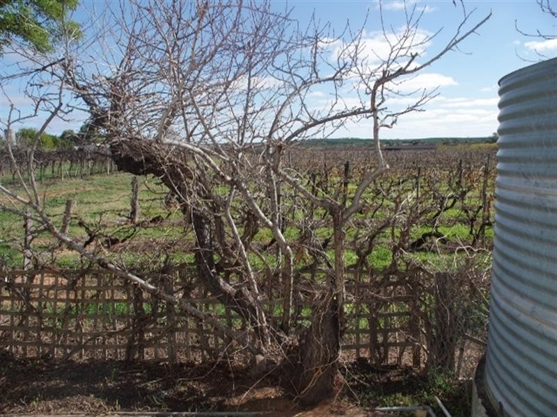 614 Chowilla Street, Renmark SA 5341