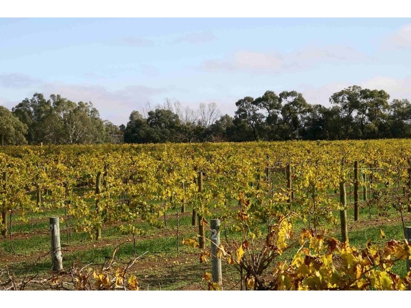 Lot’s/1 & 2 Twentyfirst Street, Renmark SA 5341