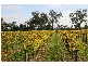Lot’s/1 & 2 Twentyfirst Street, Renmark SA 5341
