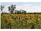 Lot’s/1 & 2 Twentyfirst Street, Renmark SA 5341