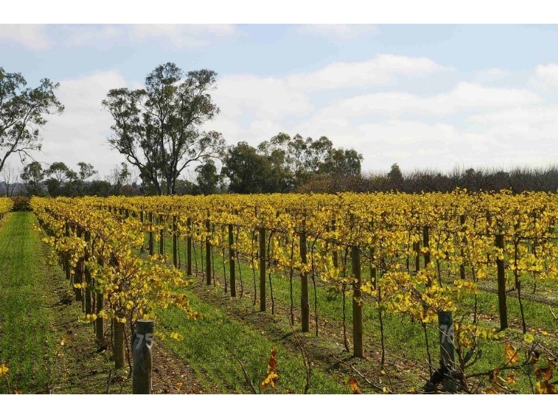 Lot’s/1 & 2 Twentyfirst Street, Renmark SA 5341