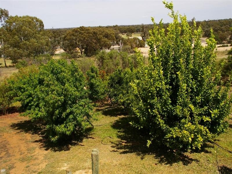 15 Murtho Road, Paringa SA 5340