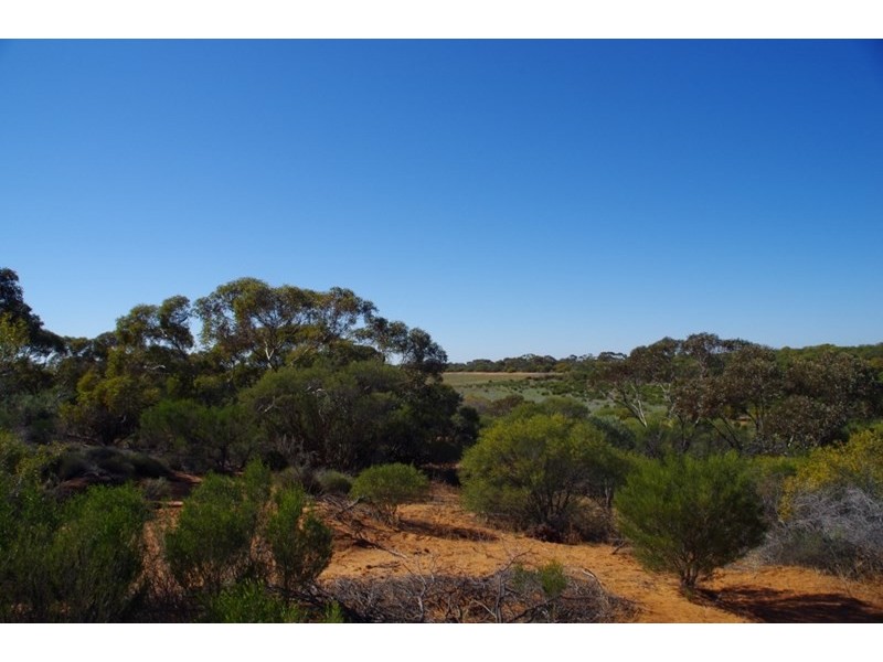 Lot 91 Seekamp Street, Renmark SA 5341