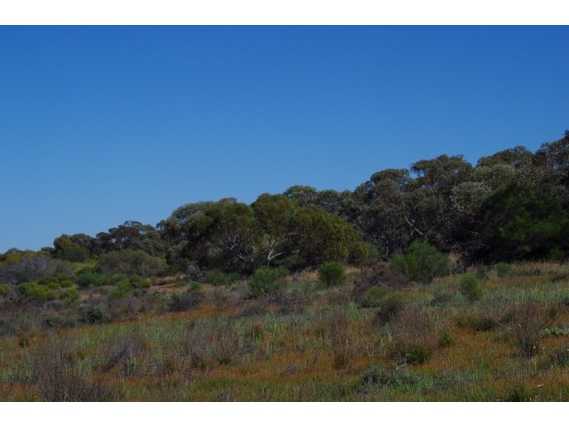 Lot 91 Seekamp Street, Renmark SA 5341