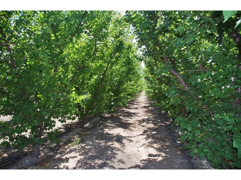 146 Bookmark Avenue, Renmark SA 5341