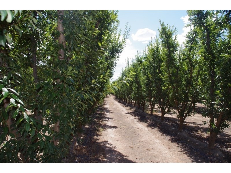 146 Bookmark Avenue, Renmark SA 5341