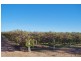 Lot 101 Arumpo Street, Renmark SA 5341