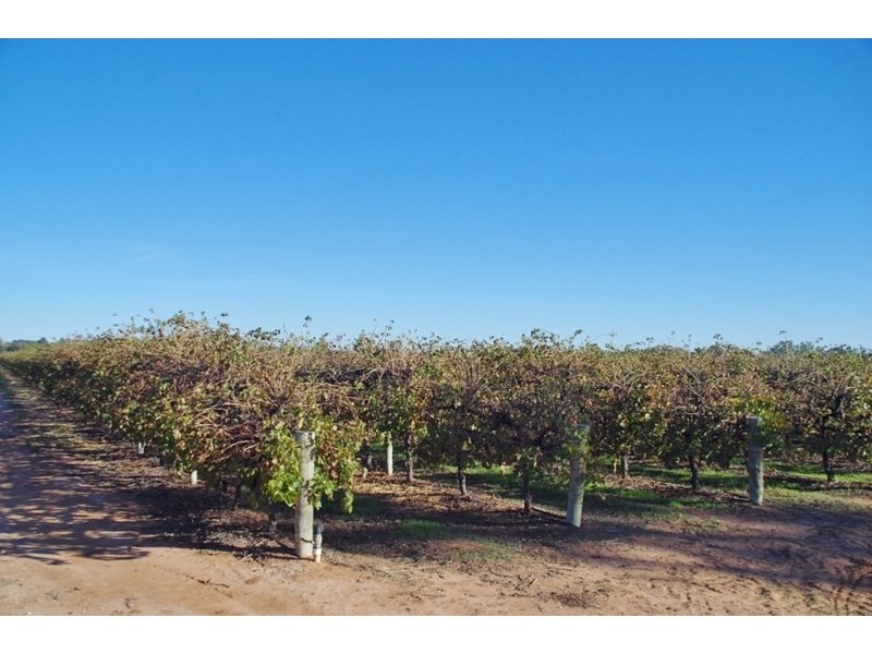 Lot 101 Arumpo Street, Renmark SA 5341