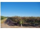 Lot 101 Arumpo Street, Renmark SA 5341