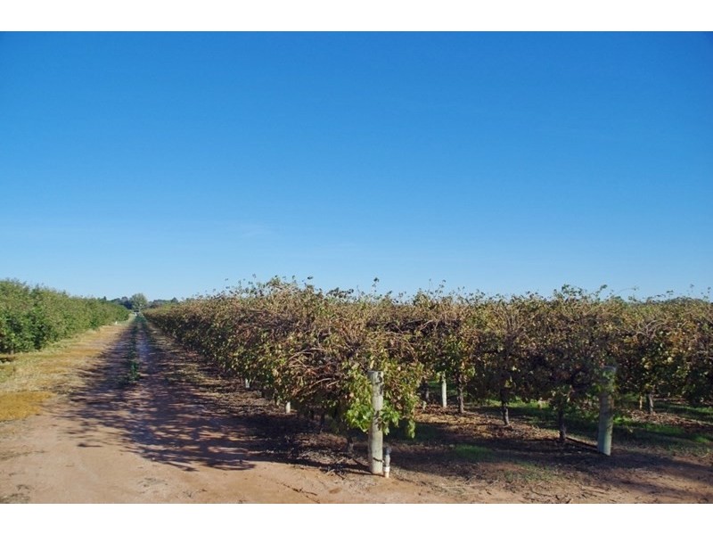 Lot 101 Arumpo Street, Renmark SA 5341