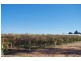 Lot 101 Arumpo Street, Renmark SA 5341