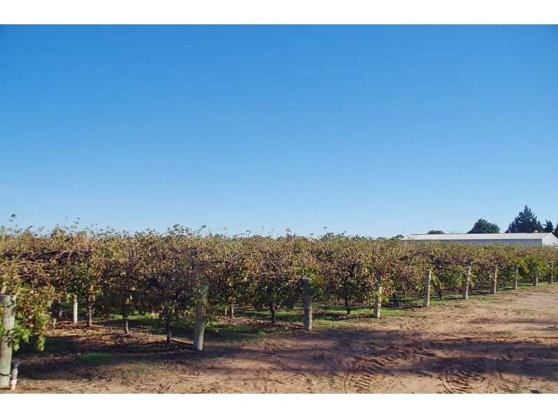 Lot 101 Arumpo Street, Renmark SA 5341