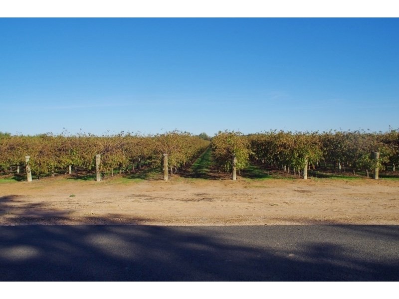 Lot 101 Arumpo Street, Renmark SA 5341